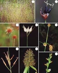 Image result for Rhynchospora holoschoenoides