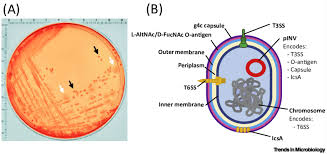 Image result for Shigella