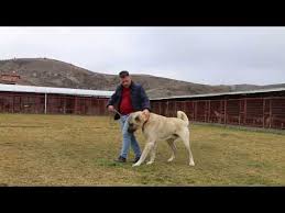 Vartolu 23 Aylik 1 Metrelik Turk Coban Kopegi Youtube