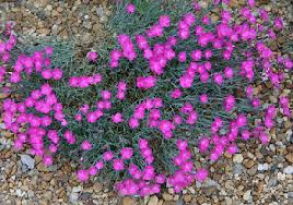 Check out our dianthus seeds selection for the very best in unique or custom, handmade pieces from our other greenery shops. Midwest Gardening Perennial Index