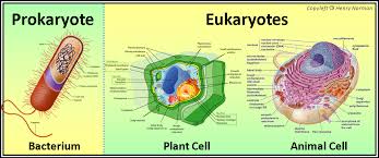 Check spelling or type a new query. What Are The Types Of Cells On Basis Of The Shape And Size With Example Quora