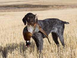 So get ready for fun, and let's go see what we can ﬁnd! Bird Dogs How Canine Companions Help To Hunt Meadow Brook Game Farm