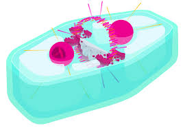 Mitosis is the normal type of cell division. File Plant Cell Telophase Svg Wikimedia Commons