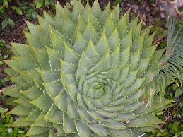 Image result for Asphodelaceae