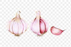 Fresh Garlic Illustration Png Botanical Drawing Free Image By Rawpixel Com Gade Botanical Drawings Garlic Illustration