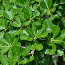 Image result for Manilkara mochisia