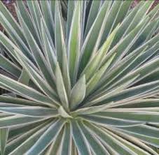 In this video i share tips for taking care of agaves including: Caribbean Agave Horticulture Unlimited