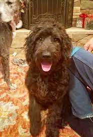 Maybe you would like to learn more about one of these? Update Idog Rescue Labradoodle Goldendoodle Rescue Facebook