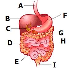 The majority of digestion occurs in the: Play Digestive System Test Quiz Study These Multiple Choice Test Questions And Answers