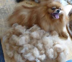 Hair and fur are chemically indistinguishable, having the same chemical composition, and are made of keratin. Adventures In Dog Yarn Album On Imgur
