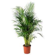 plants flowers ikea