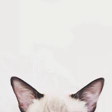 Cute cat pictures hd wallpapers free download. From Roses Via Tumblr On We Heart It