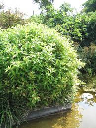 Image result for Shibataea kumasasa