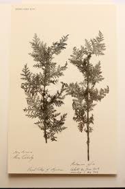Image result for Artemisia afra