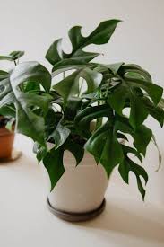 Instead, check if the soil gets dry and water it accordingly. Monstera Minima Eden Jungles Eden Collection Smit Kwekerijen