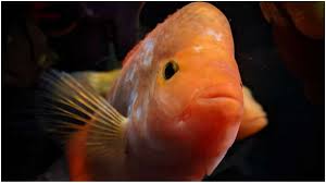 Webmasters, you can add your site in. Vastu Tips Keep Arowana Fish At Home Evil Forces Will Stay Away Vastu News India Tv