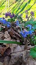 Image result for Scilla benguellensis