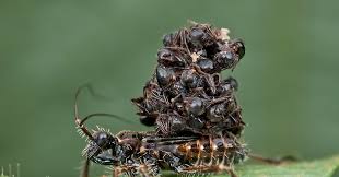 Let us introduce you to assassin bugs. Absurd Creature Of The Week The Ferocious Bug That Sucks Prey Dry And Wears Their Corpses Wired