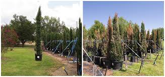Check spelling or type a new query. Addressing The Italian Cypress Trees Affected In December Of 2017 Sugar And Sap