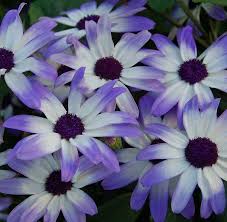 Image result for Pericallis