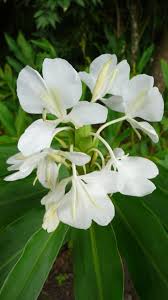 The sweet flag can be distinguished from iris and other similar plants by the crimped edges of the leaves, the fragrant odor it emits when crushed, and the presence of a spadix. Sweet Smelling White Ginger Was Just Divine Beautiful Flowers Planting Flowers Plants