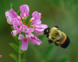 How does the taking of nectar and pollen away from flowering trees make bees symbiotically help such tree populations to survive and endeavor? Bee Pollination