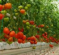 Coco Grow Bags for Tomatoes: A Complete Growing Guide ...