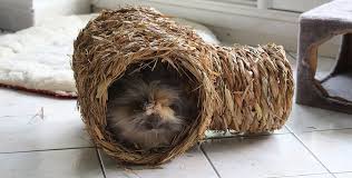 Jeu Pour Lapin Tunnel En Foin Pour Lapin Jeu Pour Lapin Jouets Pour Cochons D Inde Jouet Pour Lapin
