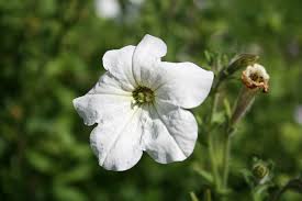 Image result for Petunia axillaris