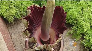 Visitors photograph a blooming corpse flower on display at phipps conservatory in the united octavia, the eighth corpse flower to bloom in five years at the missouri botanical garden, began. Rare Corpse Flower In Bloom At Phipps Conservatory Youtube