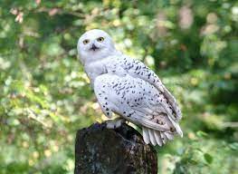 The owl shown in many of the posters, screensaver, and other promotional material for the movie, harry potter and the sorcerer's stone, is a great horned owl. 4 Reasons Hedwig Was Better Than Everyone Else At Hogwarts Wizarding World