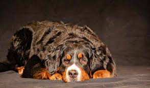 Alle bestellungen sind sonderanfertigungen und werden meist innerhalb von 24 stunden versendet. Rasse Des Monats Berner Sennenhund Vdh De