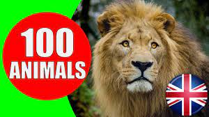 Animals For Kids To Learn 100 Animals For Kids Toddlers And Babies In English Educational Video Youtube