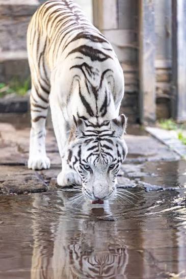 The Royal Bengal Tiger | Pairi Daiza