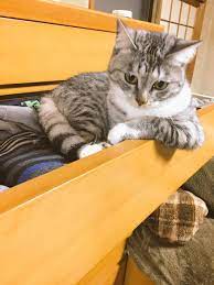 ココニャさんはtwitterを使っています ここはルイーダの酒場よ 正月についたぜい肉全部ひきとるわよ 置いていきなさい キュートな猫 猫 ペットの部屋