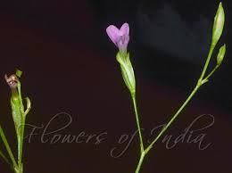 Image result for Canscora diffusa