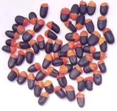 Image result for Afzelia