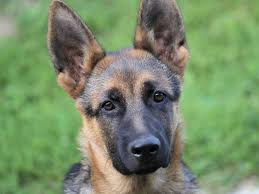 Our puppies come from dog breeders from all over the country. Female German Shepherd Names For Inspiration Pethelpful