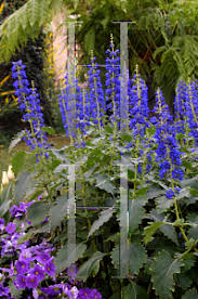 Image result for Coleus thyrsoideus