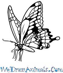 Follow our simple step by step lessons as we guide you through every single line and stro. How To Draw A Realistic Butterfly