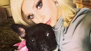 Lady gaga's dog walker was shot and two of her french bulldogs, koji and gustav, were stolen on wednesday night, yahoo has confirmed. Tdll4op1c3z 0m