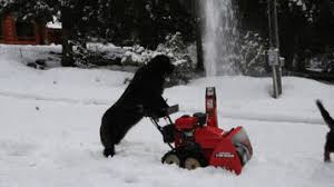 See more ideas about dog gifs, dogs, funny gif. Dog Snow Blowing Gifs Get The Best Gif On Giphy