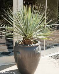 Image result for Sphaeranthus chandleri