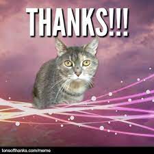 51 Nice Thank You Memes With Cats Cats Cat Memes Thank You Memes
