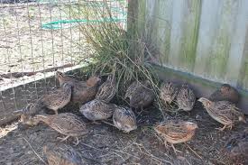 Birds That Lay Eggs On The Ground A Quail In The Bush Chickens Backyard Quail Quail Coop