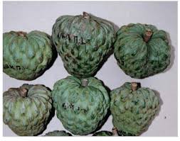 4.2 out of 5 stars 12. Cherimoya Fruits Scheldman 2002 Download Scientific Diagram