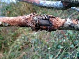 Epingle Sur Maladies Horticoles