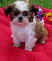 Pin By Elizabeth Kocher On Lovable Furry Friends Shih Tzu Dog Shih Tzu Puppy Shih Tzu