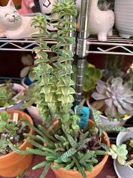 Image result for Crassula morrumbalensis