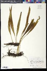 Image result for Lepisorus schraderi